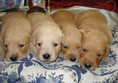 canine lifetime health study