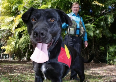 archaeology dog