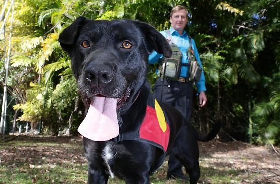 archaeology dog