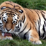 Exotic Pet Laws Tightened – Ohio Folks Have to Microchip