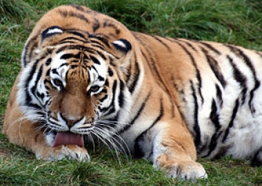 exotic pet laws ohio