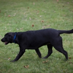 Dog’s Birth from Frozen Embryo is Good News for Endangered Animals