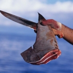 Humane Society Urges Texas to Say ‘No’ to Shark Fins