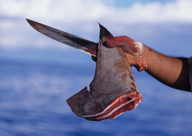 shark fins