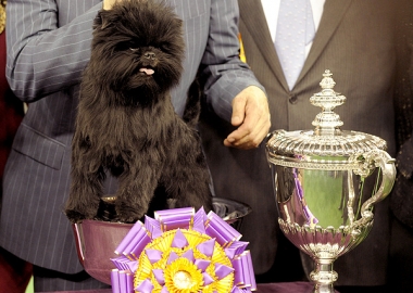 westminster dog show
