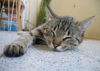 cat body language