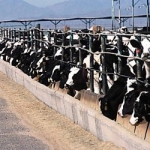 New Wyoming Law Bans Undercover Factory Farm Investigations