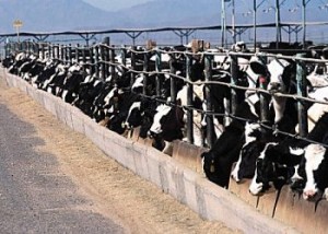 factory farm