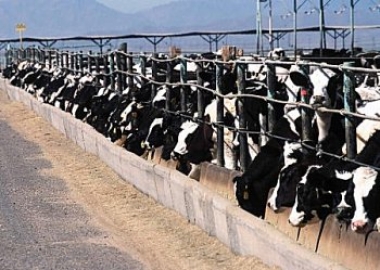 factory farm
