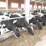 Dairy Farmer in New Zealand Jailed for Dairy Cow Abuse