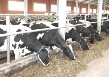 dairy cow abuse