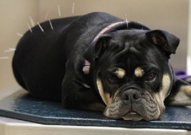 pet acupuncture