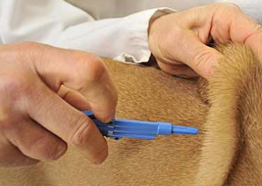 dog microchips