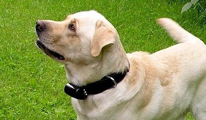 Are electric shock collars helpful, harmful or useless for ...