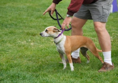 be a dog trainer