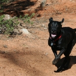 Homeward Bound, Cats and Dogs that Find Their Way Home