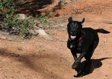 dogs that find their way home