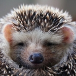 Considering a Pet Hedgehog? You May Want to Reconsider