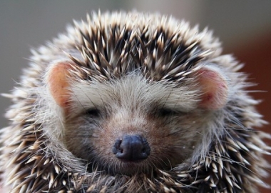 pet hedgehog