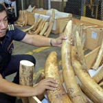 Thousands of Elephants Lost to Poaching in Gabon