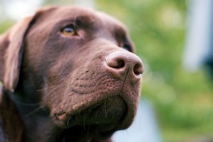 most popular dog breeds