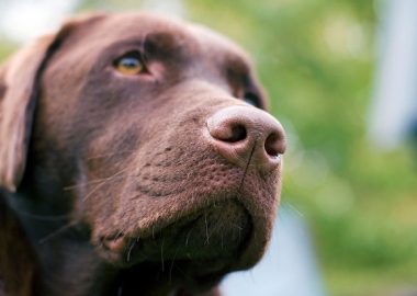 most popular dog breeds