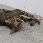 Economist Proposes Banning Cats with “Cats to Go” Campaign