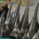 Stamping Out Illegal Wildlife Trade in China
