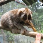 Newly discovered pet already endangered?