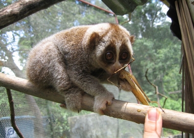 pet monkey