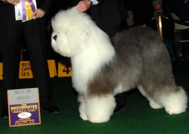 contenter for best in show