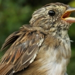 Frankensparrow, a Robotic Bird, Studies Aggressive Bird Behavior