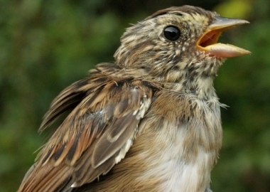 aggressive bird