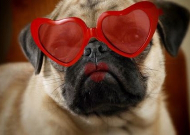 valentine's gifts for dogs