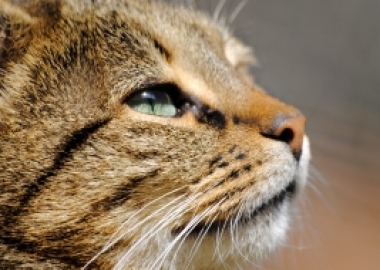 cat spay