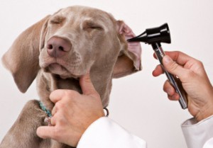 pet insurance