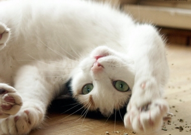 catnip