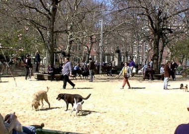 dog park