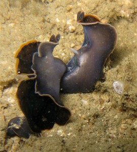 flatworm penis
