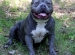 pit bull ban