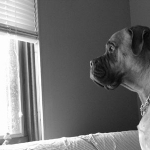 Tips for Dealing with Separation Anxiety in Dogs