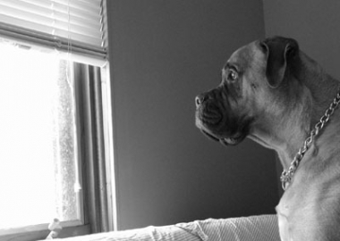 separation anxiety in dogs