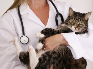 cat vaccinations
