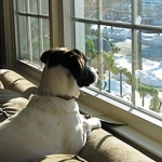Top Tips for Choosing the Right Pet Sitter