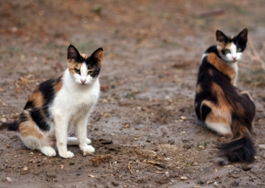 feral vs domestic cats