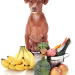 Is It Healthy For Dogs to be Vegetarian?