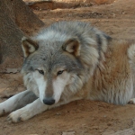 The Hybrid Wolf Allure: What Fascinates Us About the Wolfdog?