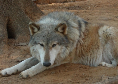 wolfdog