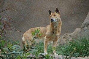 singing dog