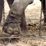 Circus Animal Abuse – Does It Still Exist?